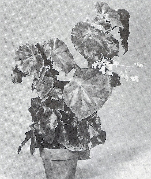B. ‘New York Botanical Garden #76211’